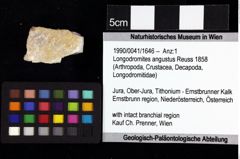 Foto (Objket + Etiketten) von Mesoparapylocheles zapfei (Fraaije et al., 2019) 
